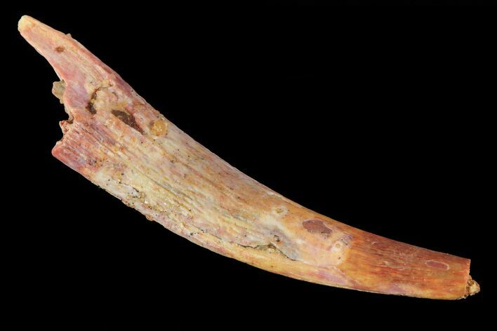 Bargain, Pterosaur (Siroccopteryx) Tooth - Morocco #73108